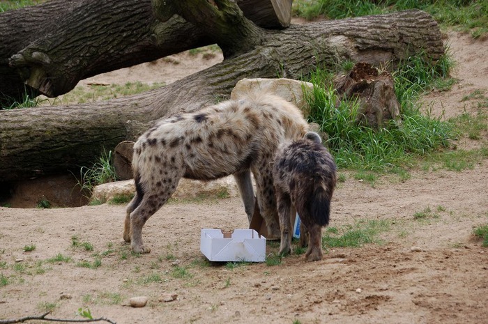 Зоологический сад в Лейпциге (Zoologischer Garten, Leipzig ) 75282