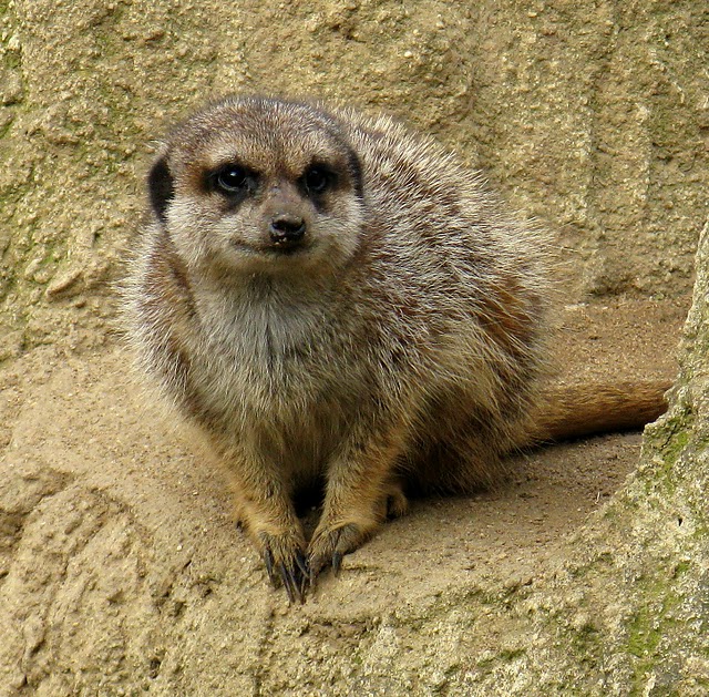 Зоологический сад в Лейпциге (Zoologischer Garten, Leipzig ) 72209