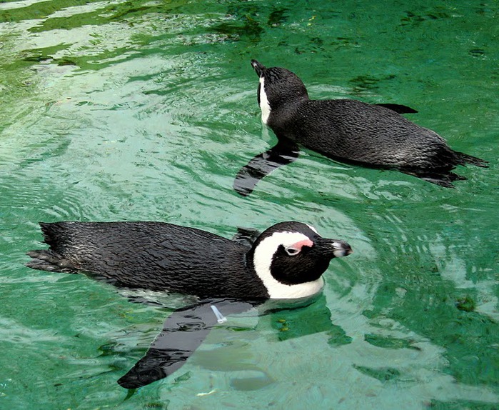 Зоологический сад в Лейпциге (Zoologischer Garten, Leipzig ) 76783