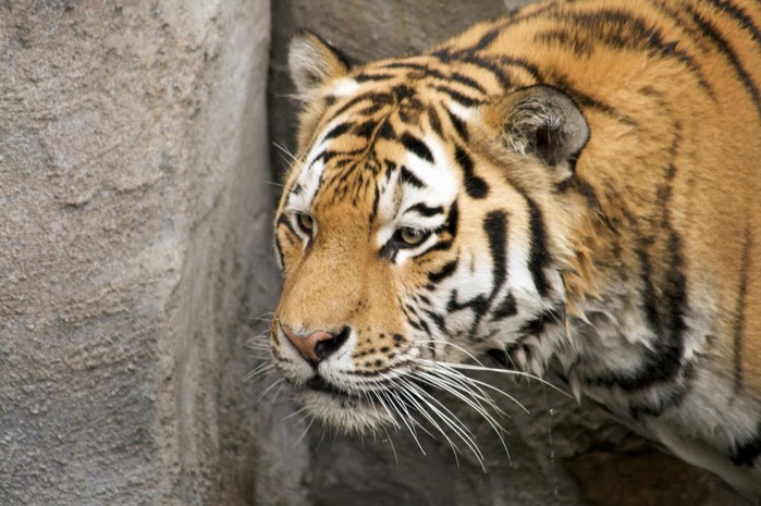 Зоологический сад в Лейпциге (Zoologischer Garten, Leipzig ) 82292