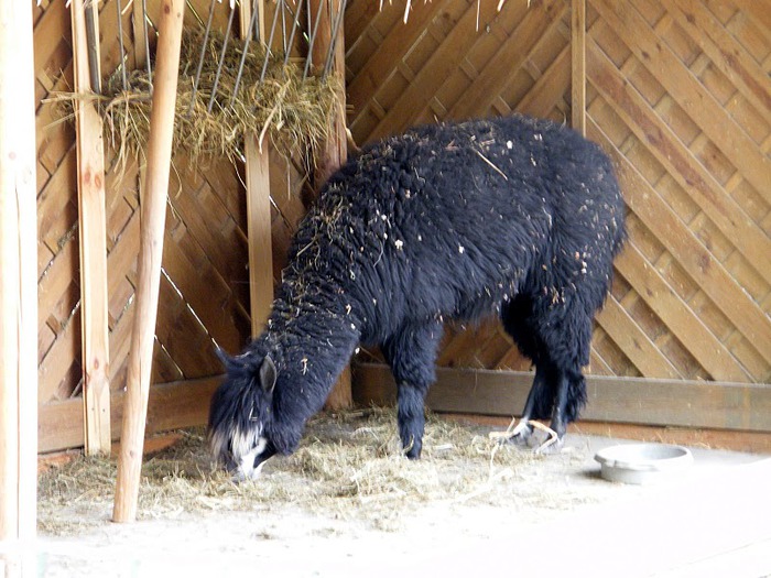 Зоологический сад в Лейпциге (Zoologischer Garten, Leipzig ) 28280