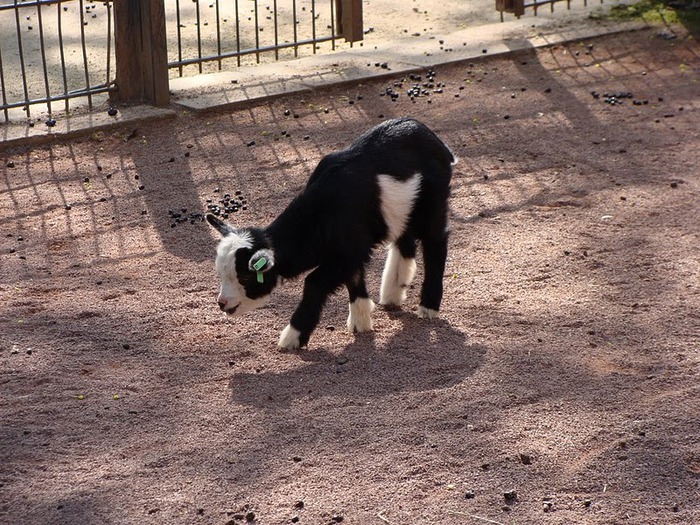 Зоологический сад в Лейпциге (Zoologischer Garten, Leipzig ) 43885