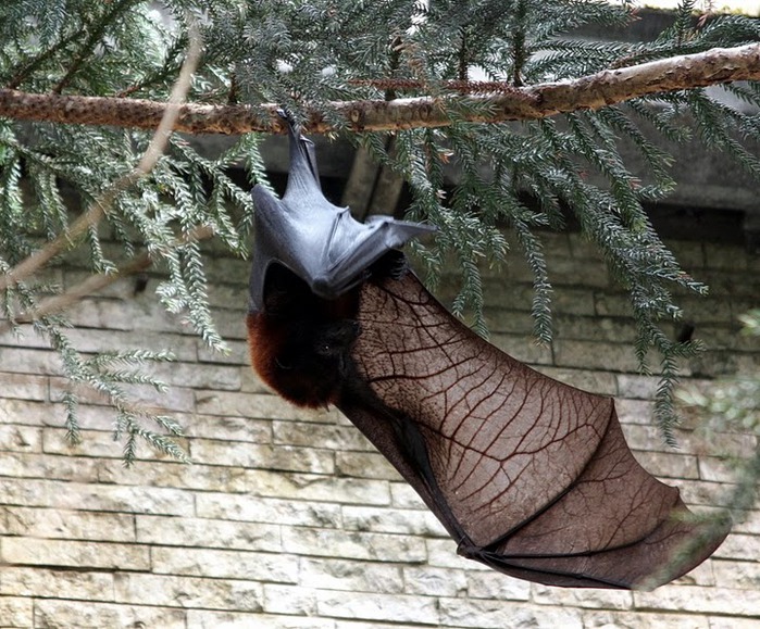 Зоологический сад в Лейпциге (Zoologischer Garten, Leipzig ) 22387