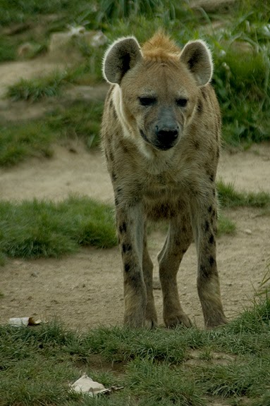 Зоологический сад в Лейпциге (Zoologischer Garten, Leipzig ) 85810