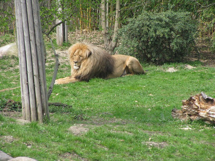 Зоологический сад в Лейпциге (Zoologischer Garten, Leipzig ) 74802