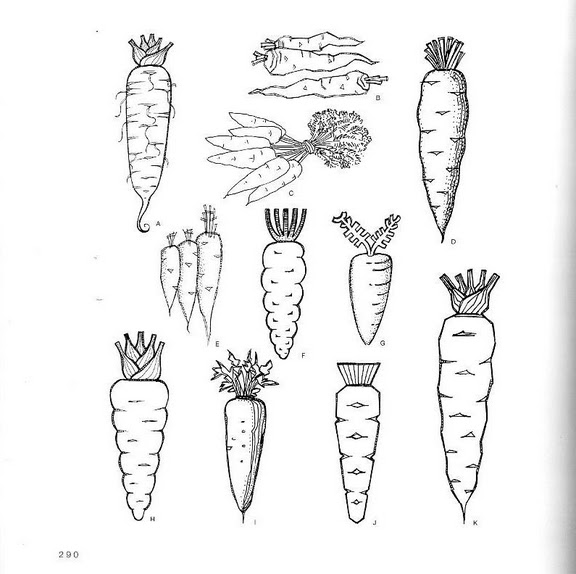 шаблоны рисования овощей