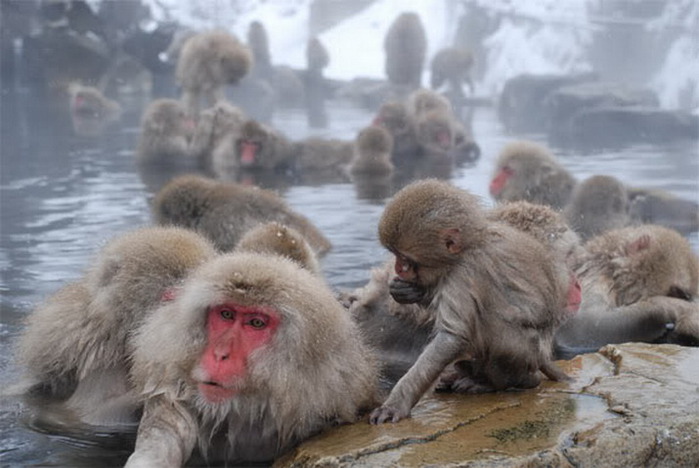 Jigokudani-рай для снежных обезьян (699x468, 80Kb)
