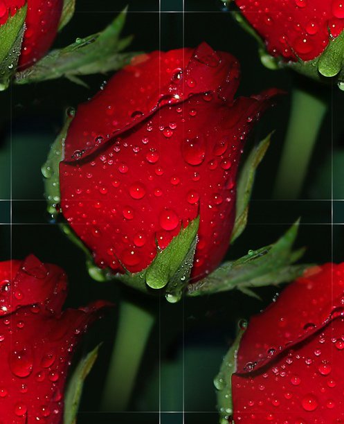 Набор фонов для схемы Красная роза (497x612, 53Kb)