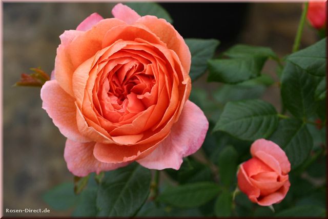 Розовый венец. Розою о розе (о сортах роз). Часть 2. (640x427, 36Kb)