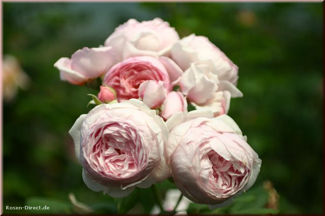 Розовый венец. Розою о розе (о сортах роз). Часть 2. (640x427, 33Kb)