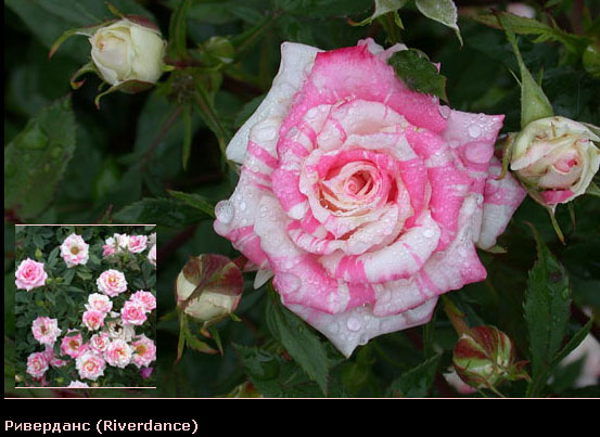 Розовый венец. Розою о розе (о сортах роз). Часть 2. (553x403, 85Kb)