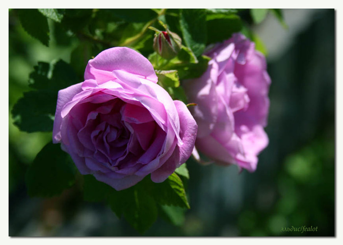 Розовый венец. Розою о розе (о сортах роз). Часть 2. (699x501, 80Kb)