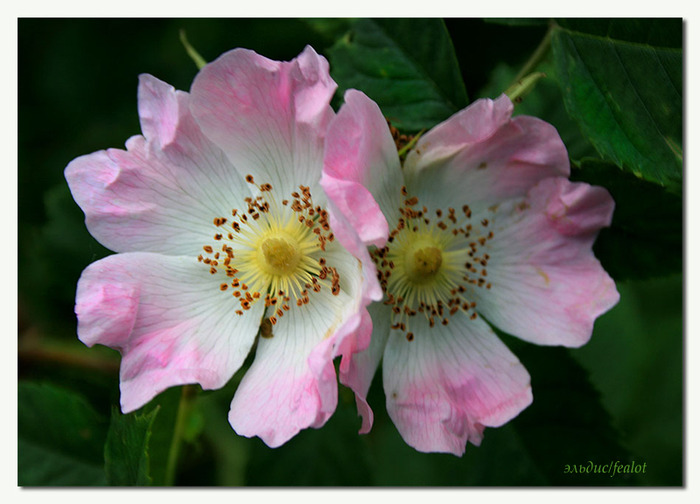 Розовый венец. Розою о розе (о сортах роз). Часть 2. (700x504, 97Kb)