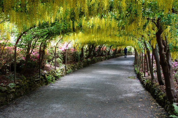 образцовый сад – волшебный Bodnant Garden 32000