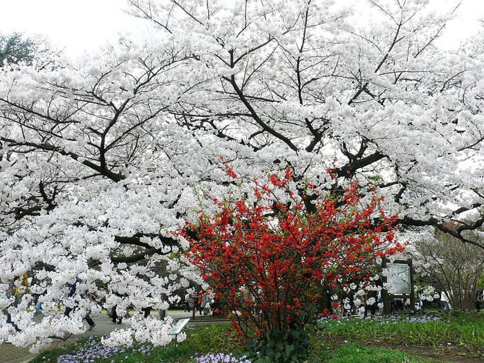 Shinjuku Gyoen - Парк Синдзюку 16602