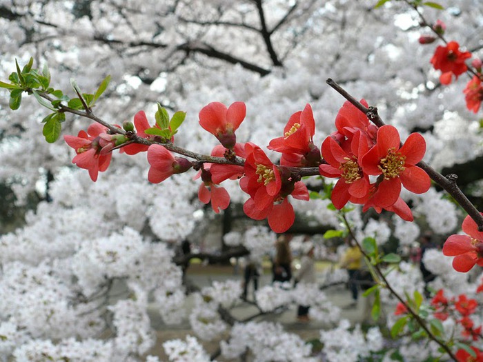 Shinjuku Gyoen - Парк Синдзюку 83309