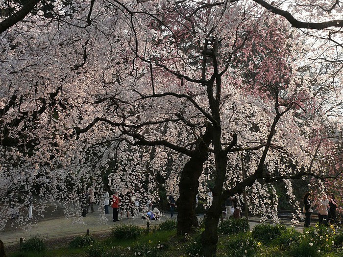 Shinjuku Gyoen - Парк Синдзюку 28798