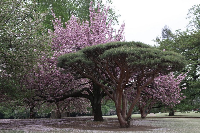 Shinjuku Gyoen - Парк Синдзюку 77519