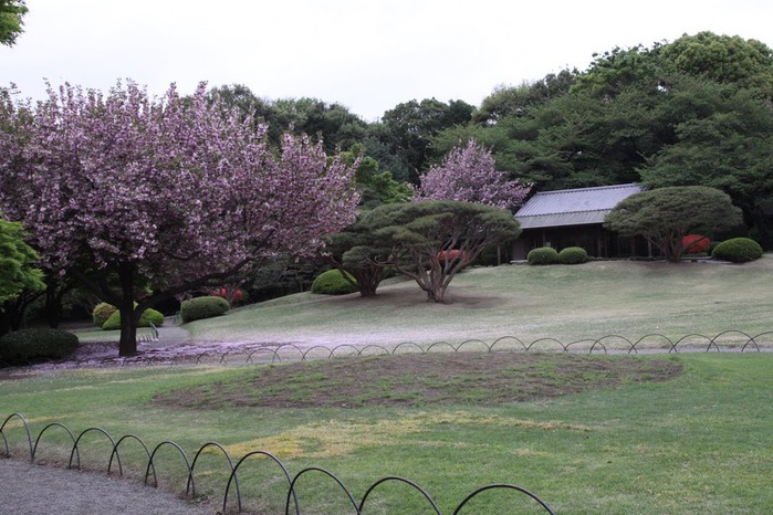 Shinjuku Gyoen - Парк Синдзюку 48734