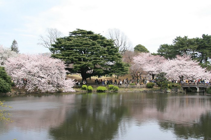 Shinjuku Gyoen - Парк Синдзюку 33184