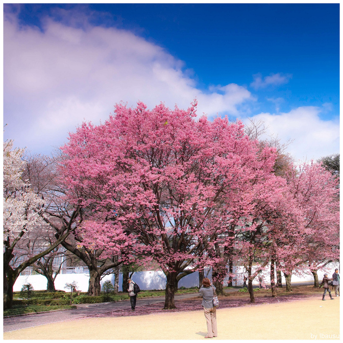 Shinjuku Gyoen - Парк Синдзюку 57321