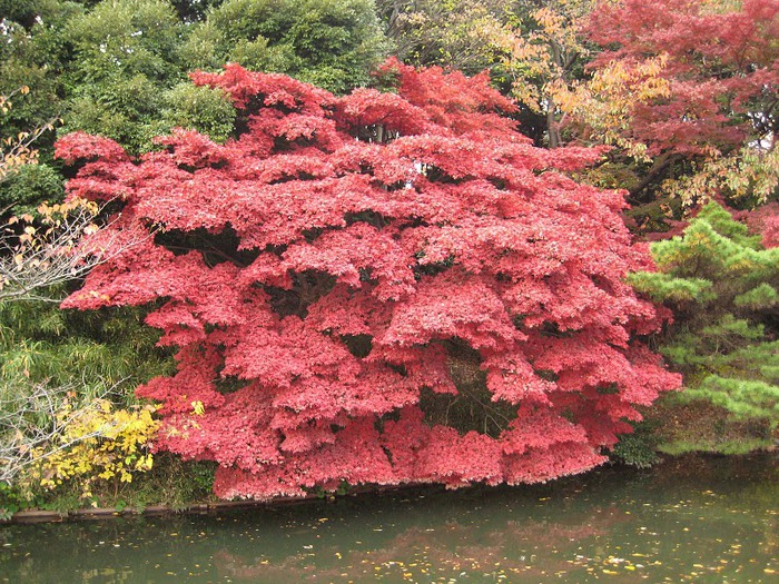 Shinjuku Gyoen - Парк Синдзюку 30971