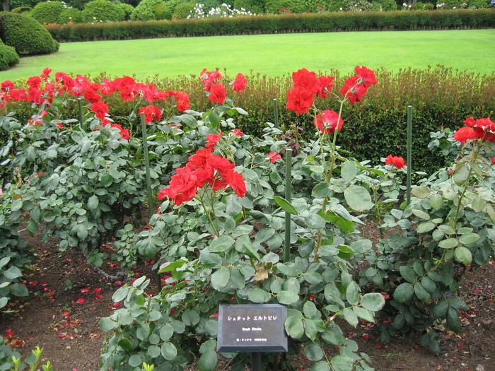 Shinjuku Gyoen - Парк Синдзюку 99847