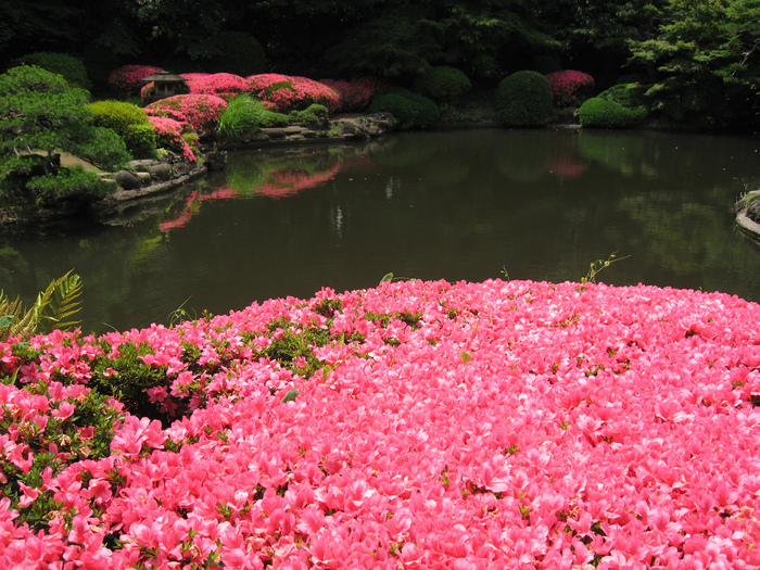 Shinjuku Gyoen - Парк Синдзюку 20478