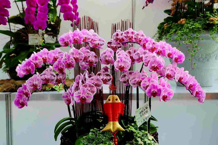 Орхидея Фаленопсис / уход за растением орхидея в домашних условиях