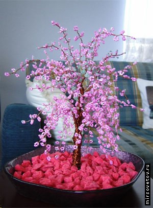 Sakura Bonsai on 