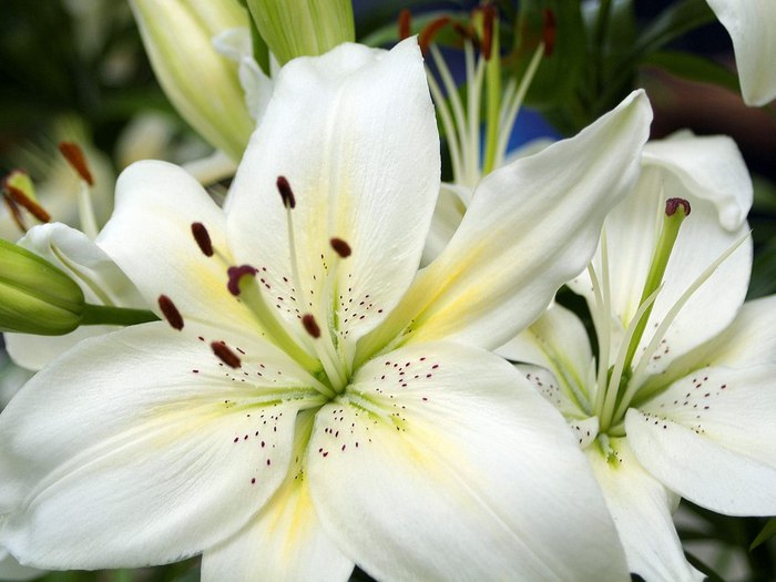 http://img1.liveinternet.ru/images/attach/c/1/56/115/56115270_1267946295_White_Lillies_wallpaper1024.jpg