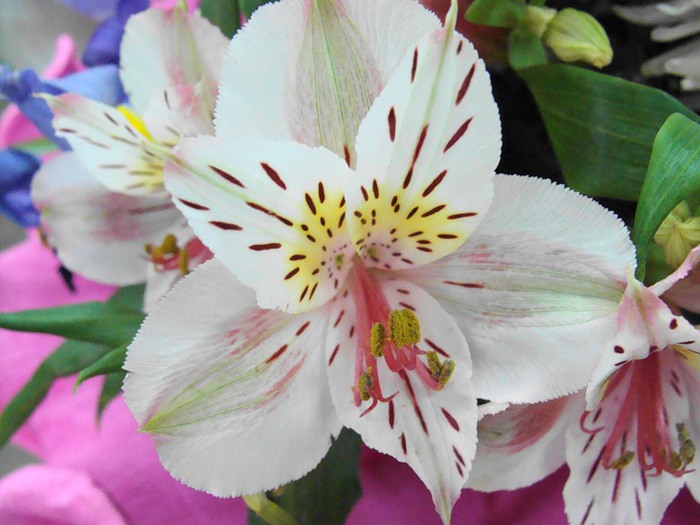 Alstroemeria Pelegrina