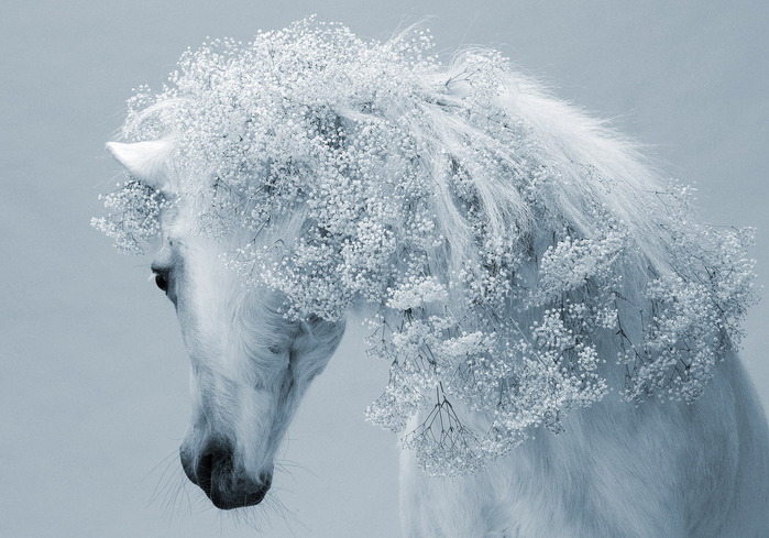 1680x1050 грива, фон, белая, лошадь, цветы hd обои на рабочи…