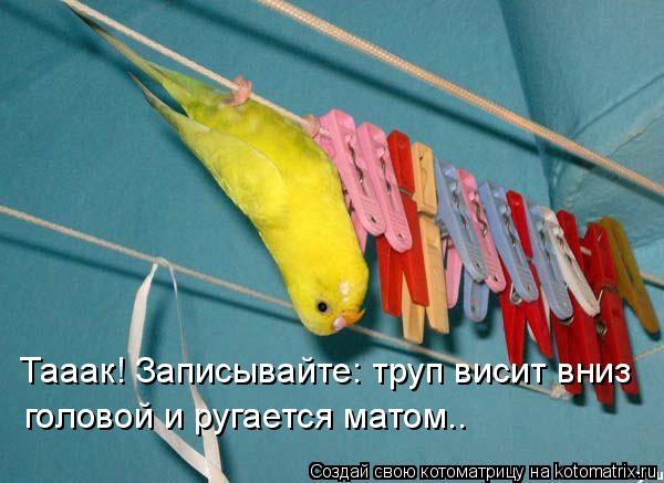 http://img1.liveinternet.ru/images/attach/c/1/58/791/58791798_1273337275_565453.jpg