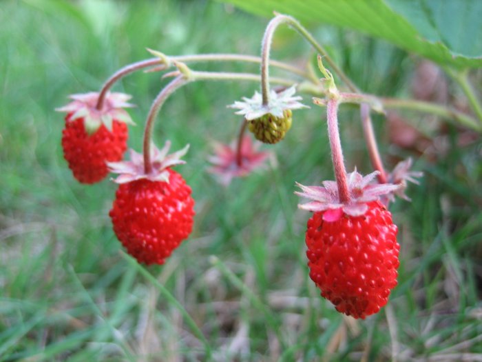 http://img1.liveinternet.ru/images/attach/c/1/62/841/62841786_1282069027_1262614585_3_wild_strawberries_close_up_uk_2006.jpg