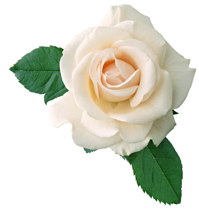   White Roses  PNG "  ,  ,  , , , 