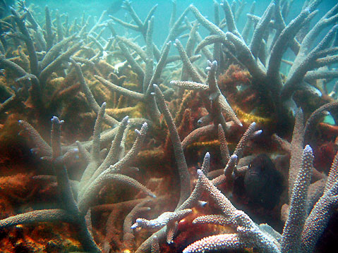 Australia-Deep-in-the-ocean-corals-3436 (479x359, 71Kb)