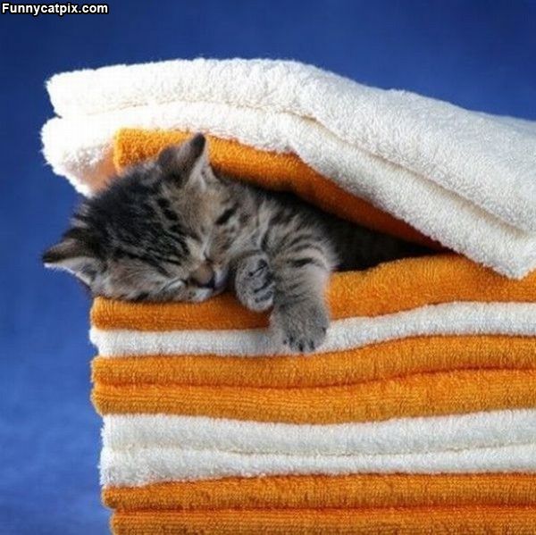 Asleep_In_The_Towels (600x599, 63Kb)