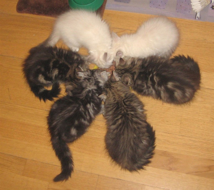 all_kittens (700x620, 121Kb)