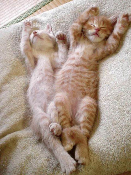 stretching_kittens (525x700, 96Kb)