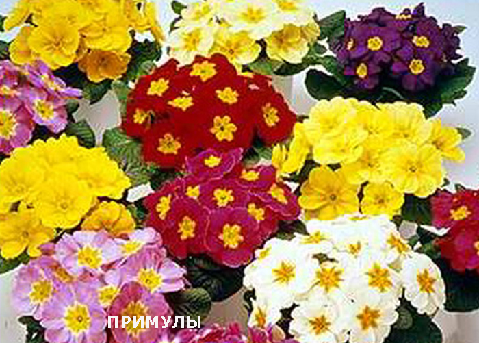 74001763_3755121_primyli.jpg