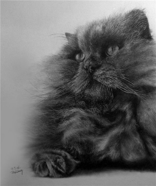 Кошки в карандашных рисунках Пола Лунга. 3518263_2714546_8b1db17411291 (539x640, 132Kb)