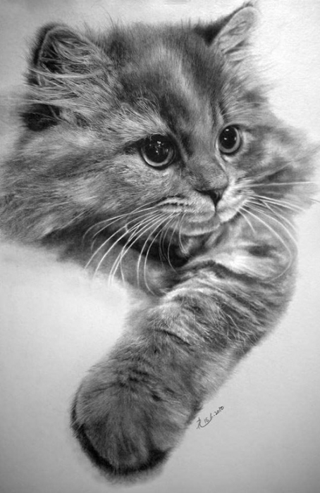 Кошки в карандашных рисунках Пола Лунга. 3518263_2714547_nhungbucanhsongdongvemeobangbutchi_tin180_com_0161 (454x700, 165Kb)