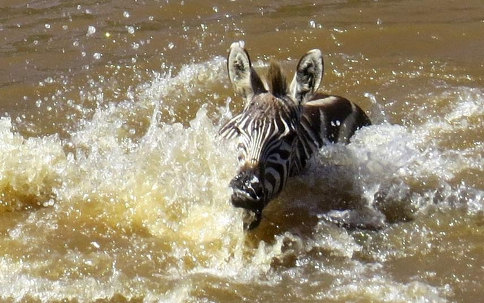 Нападение крокодилов на зебр на реке Мара в Кении