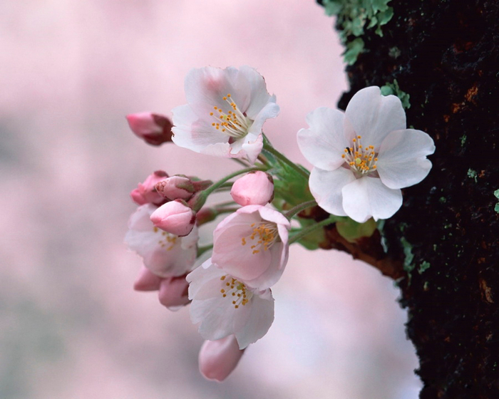 1366129708_japanese_cherry_blossom_wallpapers_ga032 (700x560, 332Kb)