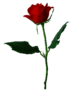 rose (249x300, 120Kb)