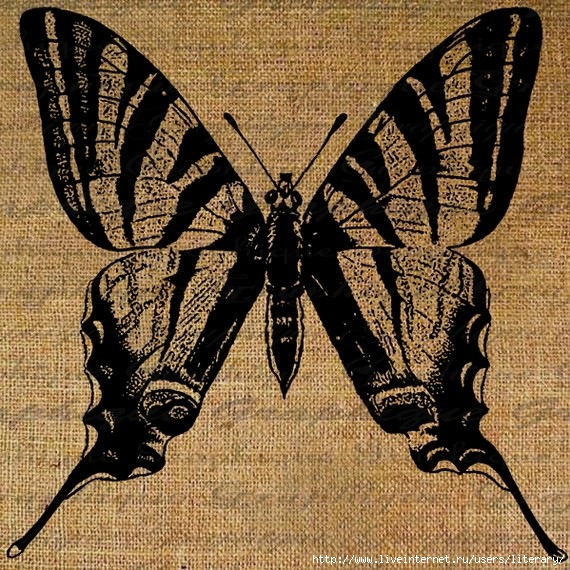 batterfly (15) (570x570, 332Kb)