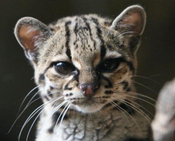 margay_05 (600x484, 122Kb)