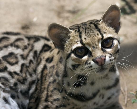 margay_06 (600x461, 118Kb)