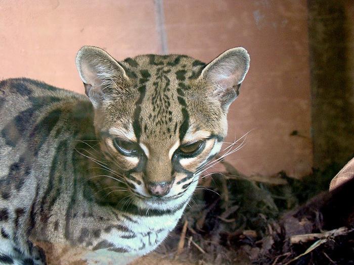 margay_800 (600x425, 325Kb)